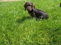 rauhaardackel welpen reinrassig mit ahnenpass welpen rauhaardackel dackel