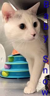 Check out all of our unwanted adoptables, or don't. No one else has 😔