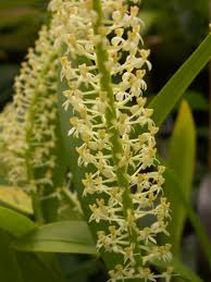 Image result for Liparis bowkeri