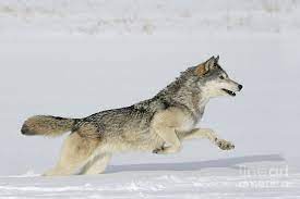 Wolves Running Google Search Wolf Running Running In Snow Shadow Wolf