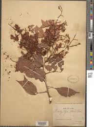 Image result for Microcharis remotiflora