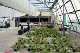 Image result for Sarcocornia decumbens