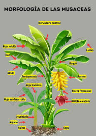 Image result for Musaceae