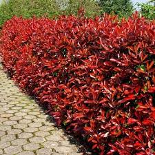 Photinia Phrase Rote Robin Hecke Gartenzaun Hecke Photinia Phrase Robin Straucher Garten Pflanzen Photinia Red Robin