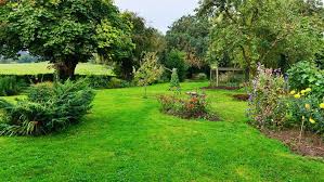 Also, unlike most privacy trees, the holly tree should be trimmed and pruned every now and then. Choosing The Right Landscaping Trees For Your Home Millcreek Gardens