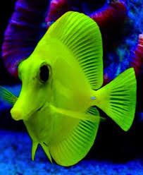 Pin By Mehmet Tasci On Underwater Photos Saltwater Aquarium Fish Marine Fish Ocean Creatures