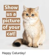 Caturday dreams brought on by fresh purrfect cat memes all the cat people in the world, it's time to gather round and celebrate this purrfect caturday. Show Us A Picture Of Your Cat Happy Caturday Caturday Meme On Ballmemes Com