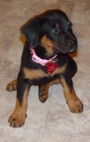 5 labrador rottweiler mix puppies for sale. Labrottie Dog Breed Information And Pictures