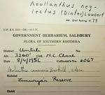 Image result for Haumaniastrum dissitifolium