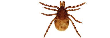 Lyme Borreliose Trotz Fehlender Wanderrote Richtig Diagnostizieren Medical Tribune
