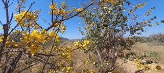 Image result for Senna singueana