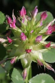 Image result for Trifolium spumosum