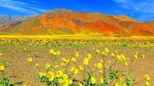 3 of 30 4 of 30 for the first time in a decade, death valley national park is experiencing a super bloom. when millions of flowers blanket the desert floor. Death Valley Super Bloom A Fleeting Natural Wonder Ewc