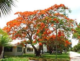 Flamboyant Tree Fast Blossom Cafe De Puerto Rico Flowering Trees Royal Poinciana Flame Tree