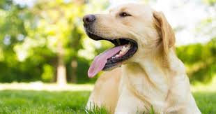 Our pups are whelped in our home where they receive love and nurturing from the moment they are born. Here Are The Nation S Most Popular Dog Breeds By Zip Code