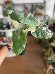 Image result for Eleocharis variegata