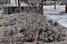 Tall with a similar spread and is ideal for planting as a flowering hedge or privacy screen. James Macfarlane Lilac