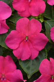 Image result for Impatiens wallerana