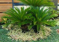 Maybe you would like to learn more about one of these? 37 Best Tanaman Tahan Panas Ideas Plants Daun Red Amaryllis
