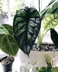 Discover the magic of plants! Dragon Scale Alocasia Small Urbn Tropic