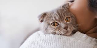 İş sadece yemek vermek, su vermekse bu evcil hayvan beslemek değildir. Evcil Hayvan Bakim Rehberi Mapfre Blog