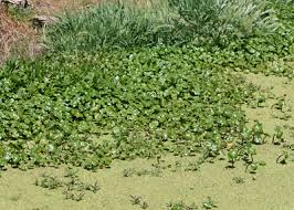 Image result for Hydrocotyle ranunculoides
