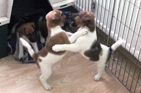 Image result for foxteriér hladkosrstý