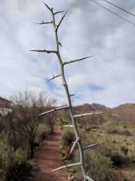 What kind of plants live in the chihuahuan desert? File El Paso Museum Of Archaeology Plant And Trail Jpg Wikipedia
