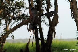 Information and translations of pucong in the most comprehensive dictionary definitions resource on the web. Purple Heron Ardea Purpurea Malay Burung Pucong Serandau Thale Noi Waterfowl Reserve Khuan Khanun District Phatthalung Province Southern Thailand Mapio Net