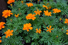 Image result for tagetes)