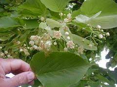 Redmond linden's extremely large, dense leaves turn from dark green to an outstanding gold in the because of its symmetrical form, redmond linden can be used almost anywhere in the landscape. Pin On Plants And Flowers And Trees Oh My