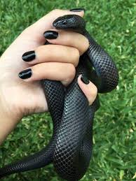 20 Best Pet Snake For A Beginner Pet Snake Pretty Snakes Cute Snake