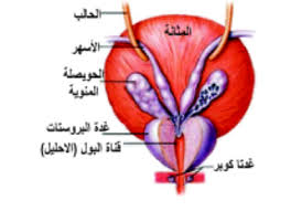 تم الإجابة عليه تتبع مسار الحيوان المنوي بدءا من مكان تكونه وحتى خروجه من العضو الذكري