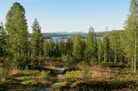 Unberührte landschaften, zugefrorene seen, weiße tannen und glitzernder schnee soweit das auge reicht. Finnisch Lappland Im Sommer 5 Tipps Fur Die Langen Tage Rund Um Den Mittsommer Reiseblog Mit Herz