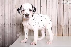 Below are our newest added pups available for adoption in ohio. Dalmatian Puppies For Sale Ohio Petfinder