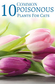 Did You Know Tulips Are Very Poisonous To Cats Find Out Which Plants Are Dangerous To Your Feline Friends Cat Plants Poisonous Plants Pet Remedies