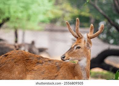 Manipur Brow-antlered Deer Rucervus Eldii Eldii Stock Photo 2556809505 | Shutterstock