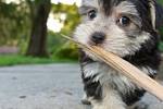 PuppyFind | Morkie Puppies for Sale
