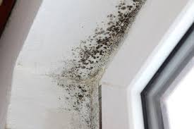 Schimmel in der wohnung sollte man umgehend entfernen, denn er kann krank machen und das gebäude beschädigen. Schimmel In Der Wohnung Was Ist Zu Tun