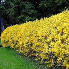 10 Lovely Privacy Fence Hinges Ideas Natural Fence Privacy Landscaping Fence Landscaping