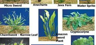 Completely submerged water plants like seagrasses and pondweed (elodea canadensis) lack stomata. Partially Submerged Plants Science Online