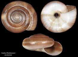 Image result for Stenostelma corniculatum