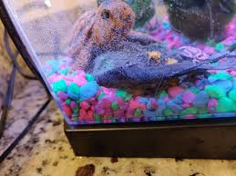Adding a betta to a community tank can cause it there are 22 references cited in this article, which can be found at the bottom of the page. Betta Is Swimming Upside Down And Just Laying On The Bottom Of The Tank Help Album On Imgur