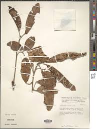 Image result for Terminalia mollis