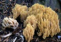 Image result for Ramaria stricta