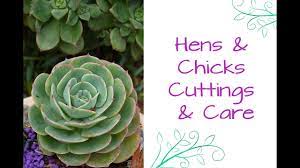 Caring for cacti houseplants need not be intimidating. Hens Chicks Cuttings Care The Succulent That Keeps On Giving Youtube