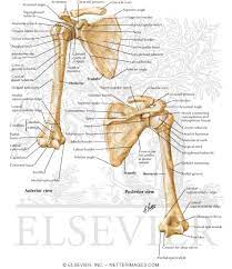 Check spelling or type a new query. Shoulder Bones Pectoral Girdle