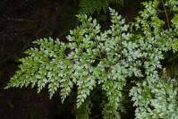 Image result for Asplenium reekmansii
