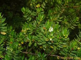 Image result for Pemphis