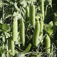 Garden peas synonyms, garden peas pronunciation, garden peas translation, english dictionary definition of garden peas. Growing Peas How To Grow Peas Allotment Gardens